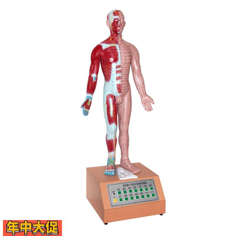 人体中医学用电动语音语言提示十四电动针灸模型解剖穴位标本模具