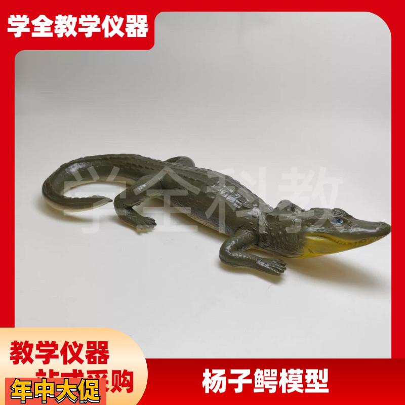 仿真杨子鳄模型鳄鱼动物实心模型玩具科普摆件生物教学爬行动物