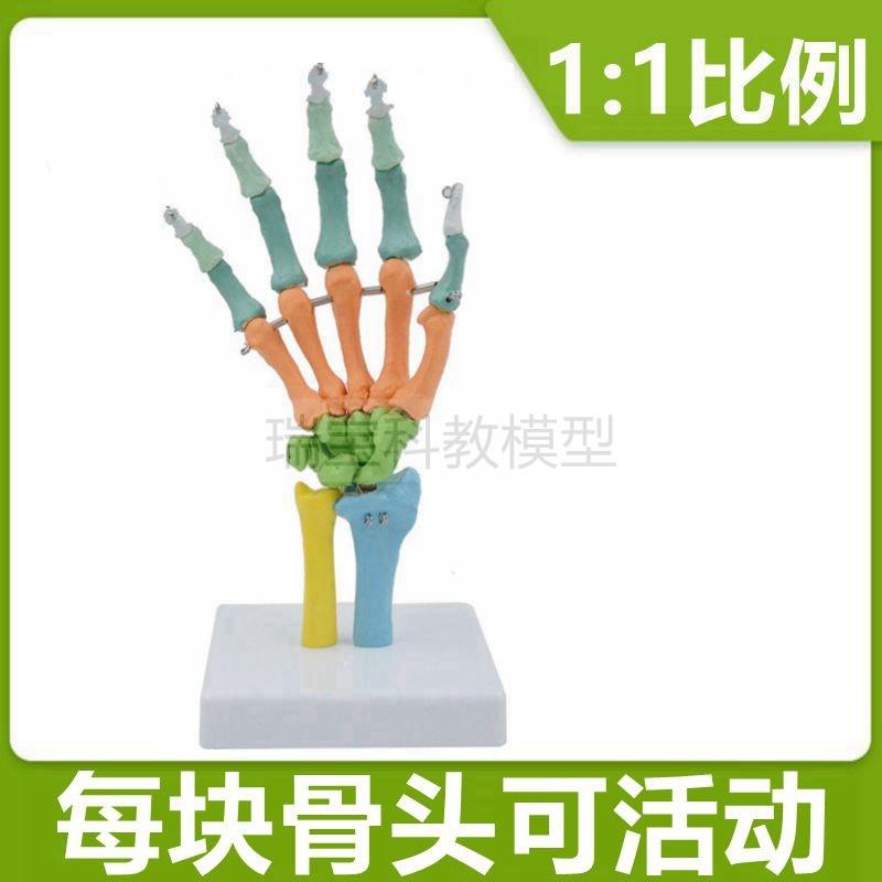 手骨模型腕关节1比1仿真尺桡骨手指活动弯曲握拳造型美术医用装饰