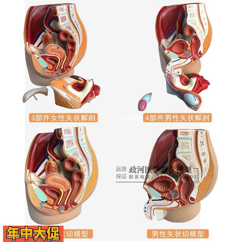 正品男性生殖泌尿系统模型男科盆腔解剖结构模型前列腺模型包邮
