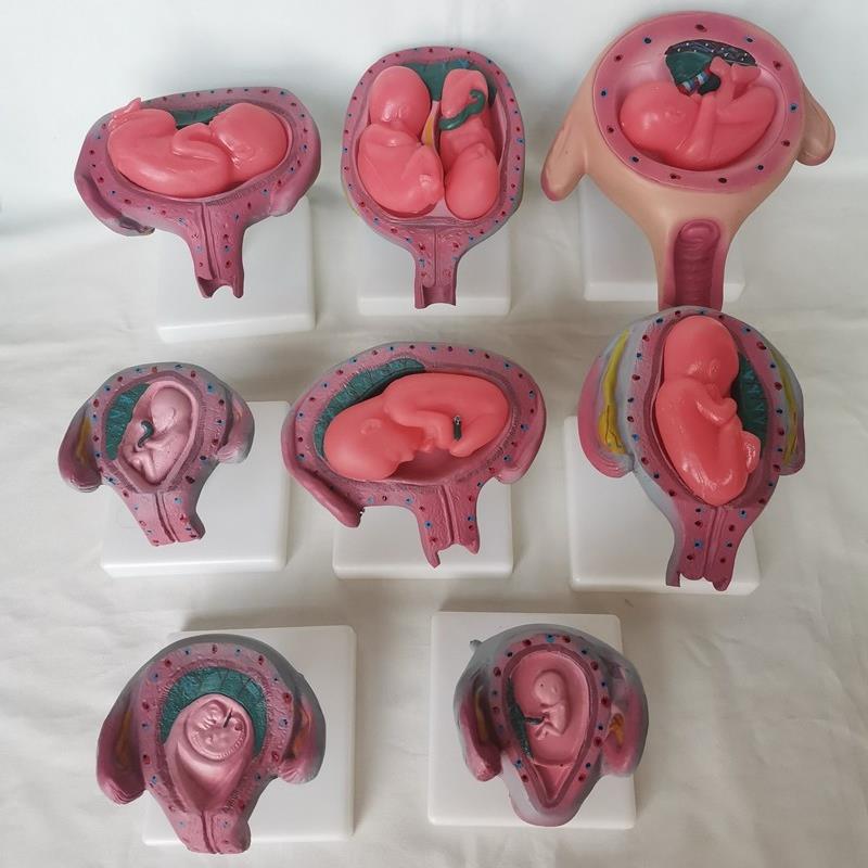 人体妊娠胚胎儿发育过程模型受精卵子宫组织胚胎教学计生医用讲解