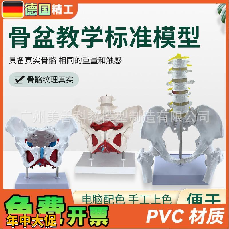 可活动女性骨盆生殖器官模型盆腔盆底肌结构附盆底肌二节腰椎模型