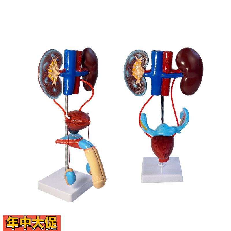 人体男女泌尿生殖系统模型肾脏膀胱生殖外科教学可拆卸男科妇科用