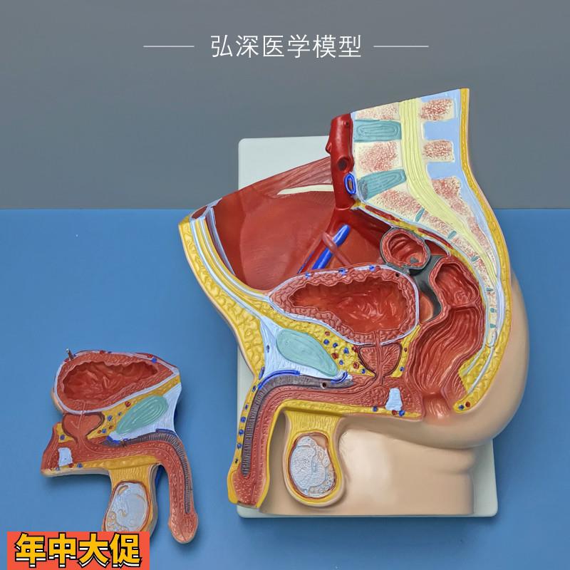 男性矢状解剖模型2部件可拆人体生殖系统结构盆腔医学示教学模具