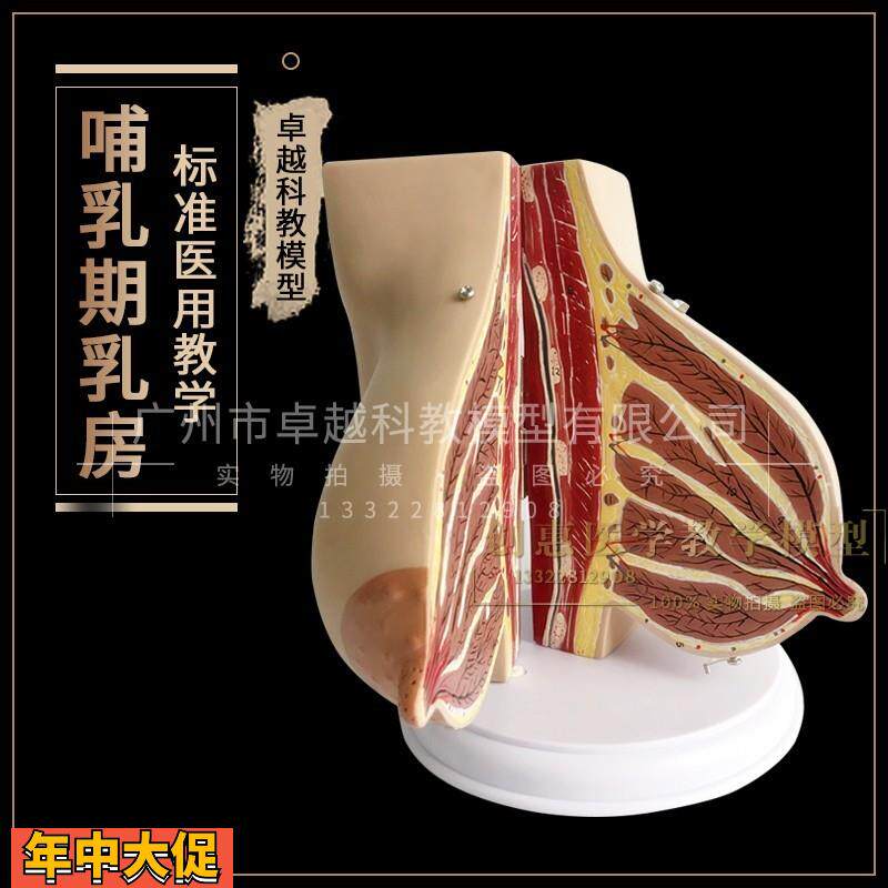 哺乳期乳房模型胸部解剖乳房结构造乳房乳腺病变模型催乳师教具