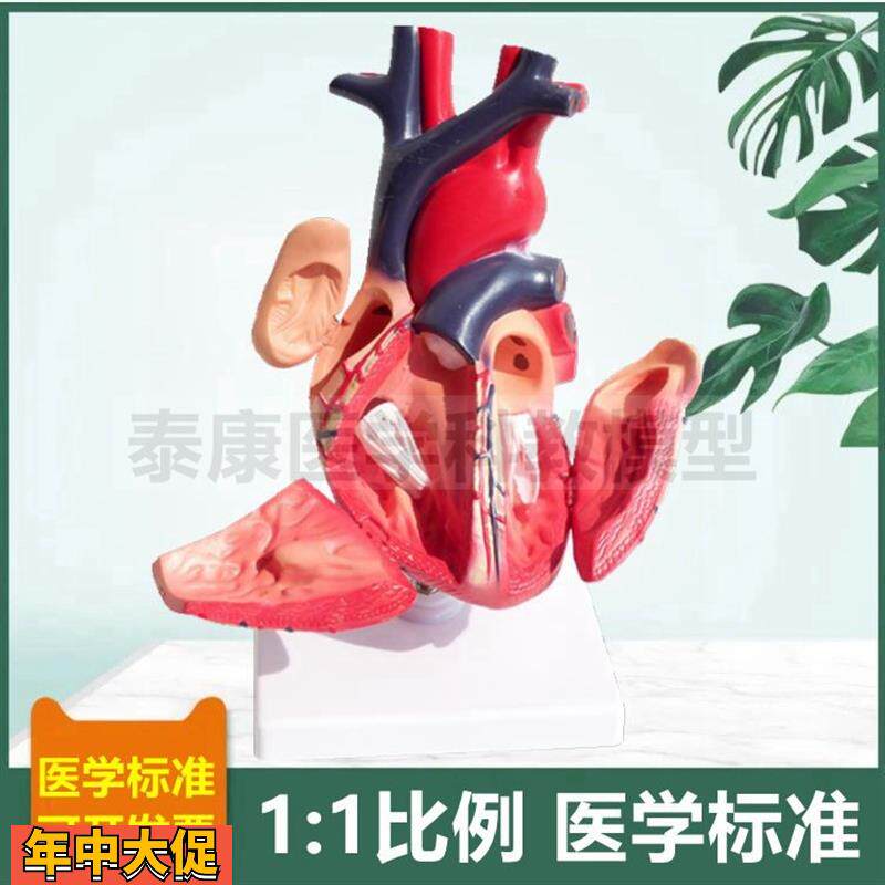 人体心脏模型可拆卸带标识临床医用B超彩超影像教学1比1仿真血管