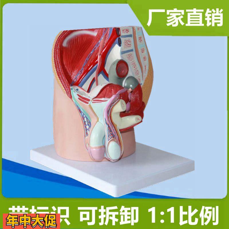 男腹腔模型1:1比例盆腔内脏泌尿生殖系统1:1仿真男科教学医用立体