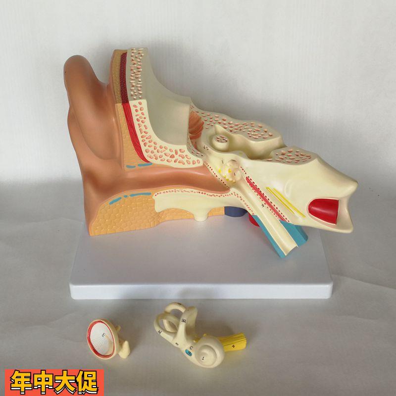 康泰模型人体耳朵放大鼓膜内耳迷路半规管耳蜗可拆卸咽鼓管耳鼻喉