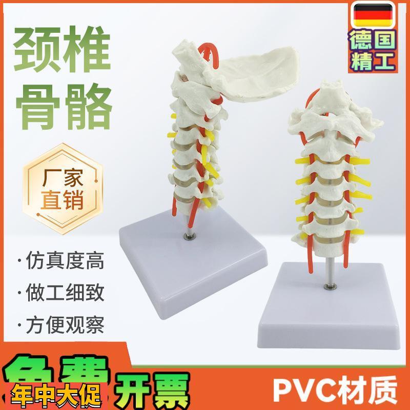 人体颈椎带颈动脉模型神经后枕骨椎间盘颈椎模型脊柱脊椎模型