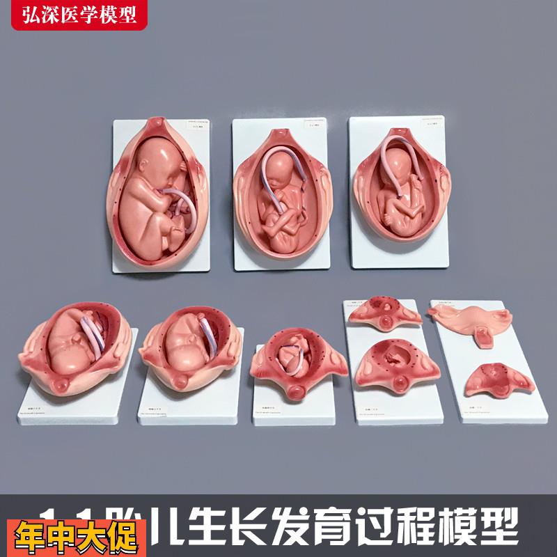 胎儿生长发育过程模型女性怀孕妊娠十月分娩妇幼保健妇产科学1比1