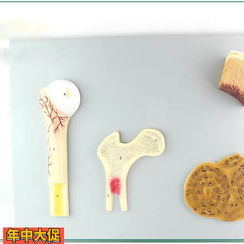 骨的构造骨骼标本解剖模型