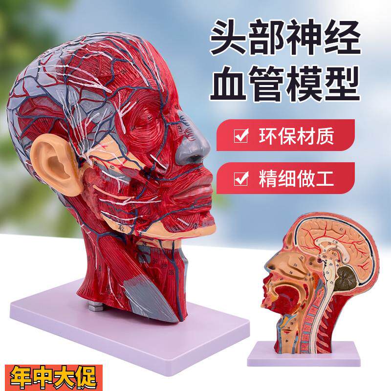 人体头骨带肌肉神经血管模型型美容面部神经微整形头部医学解剖