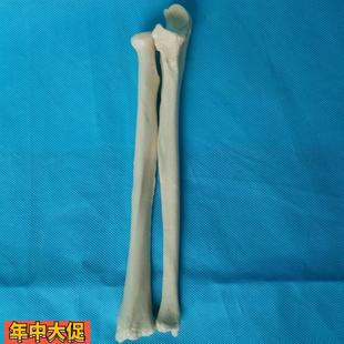 人体1:1桡骨尺骨模型骨骼骨架模型医用教学模型
