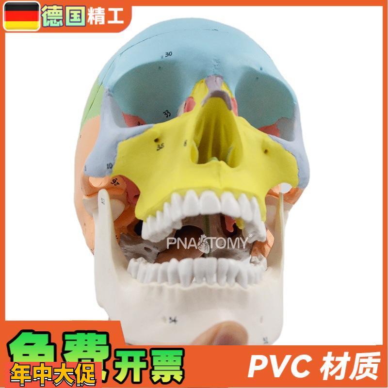 德国】1比1可拆彩色头骨模型数字标识3部件头颅骨解剖教学教具医