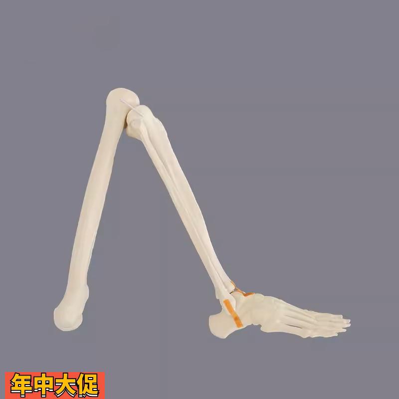 康泰仿真骨膝关节假肢骨科术前练习实操下肢腿骨医师手术技能考试