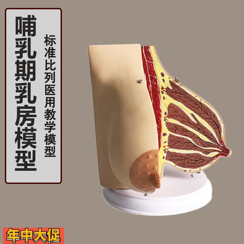 女性已孕哺乳期乳房解剖模型,孕妇乳房解剖模型催乳师培训模型