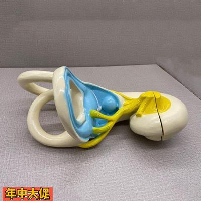 内耳迷路放大模型耳蜗前庭半规管位置觉听觉人体耳朵鼓膜听小骨