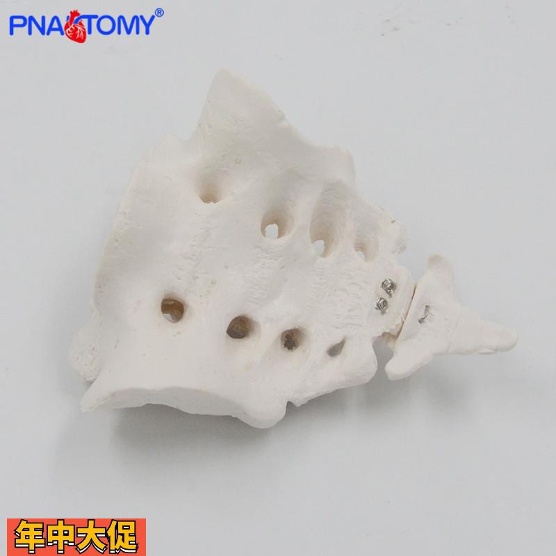 成人人体骶骨尾骨尾巴骨尾椎骶椎骨骼模型医用教学正骨展示标本