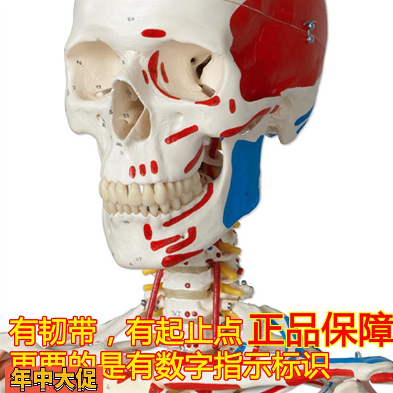 ENOVO颐诺医学170CM人体骨骼模型肌肉骨架标本解剖脊柱骨科教学模
