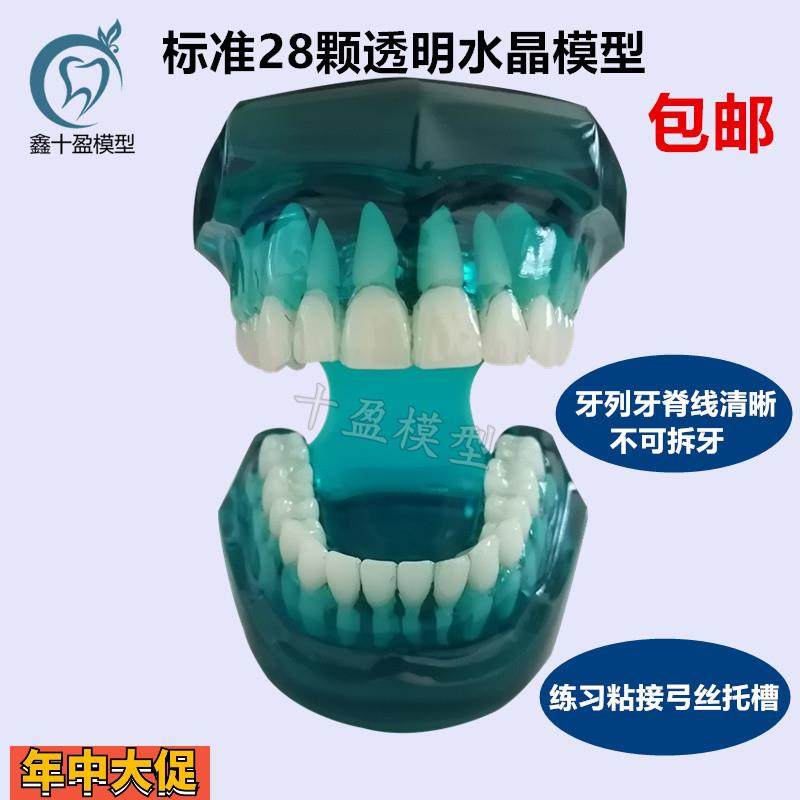 牙科口腔模型标准牙齿模型标准牙列牙脊线清晰四种对比托槽模型