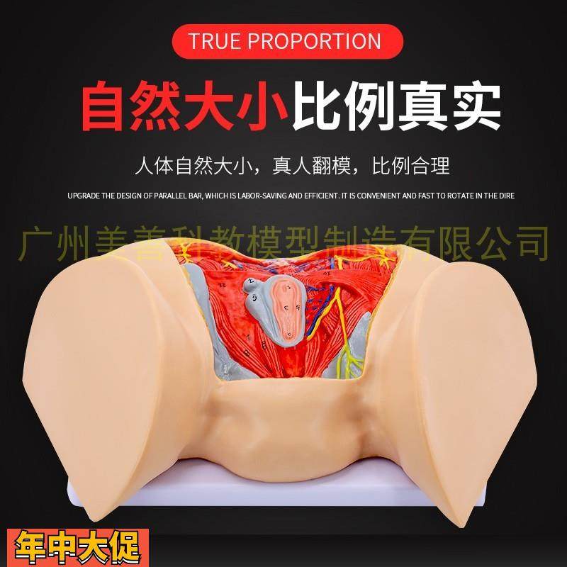 女性会阴模型尿生殖三角肛门生殖系统模型女性盆底肌肉神经,玩具/童车/益智/积木/模型,其他模型玩具,淘宝优惠券,粉丝福利购,淘宝优惠卷