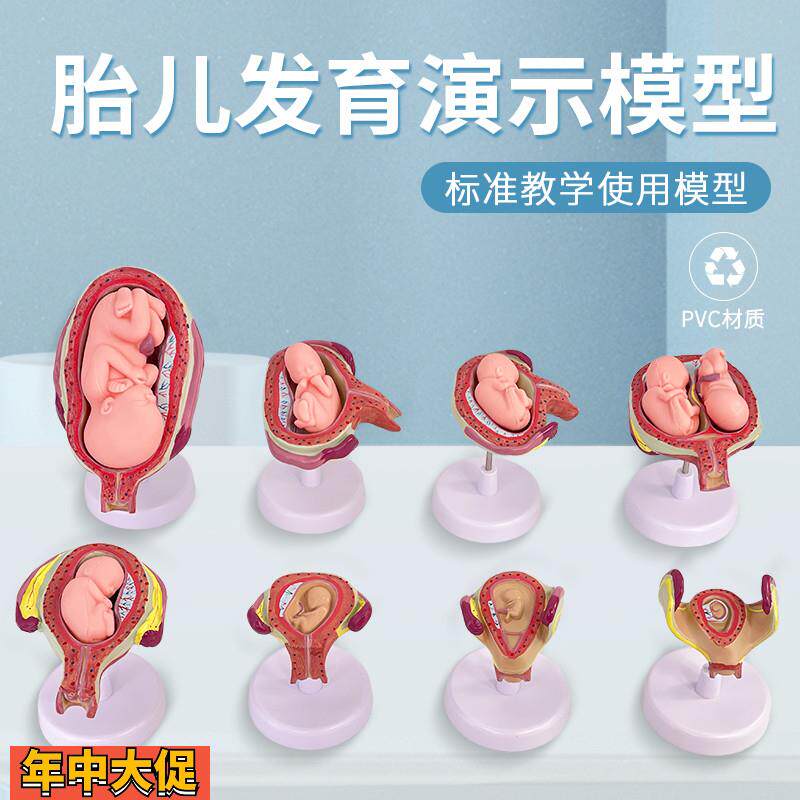 妊娠发育过程模型胚胎计划生育模型计生展示模型胎儿模型子宫