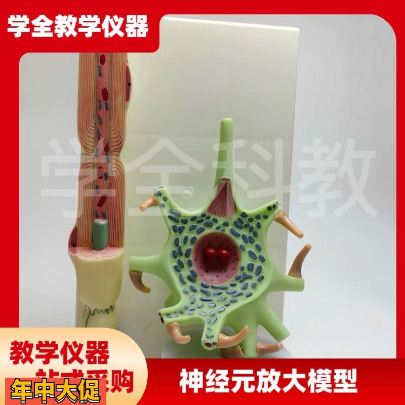 神经元放大模型神经元胞体和神经纤维结构放大模型神经细胞模型