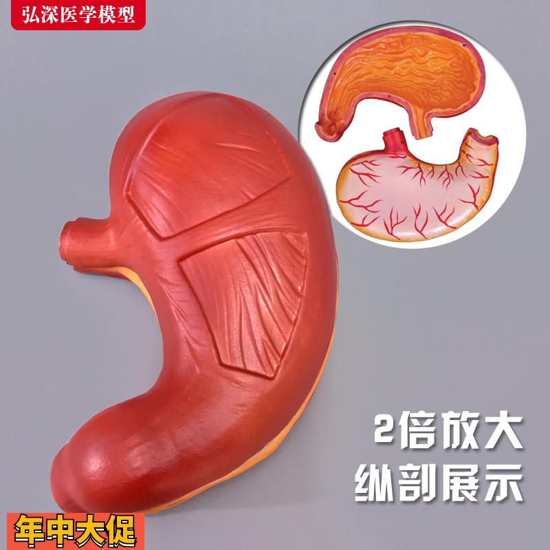 胃模型2倍放大胃肠人体胃壁黏膜解剖消化系统结构医学教学玩具