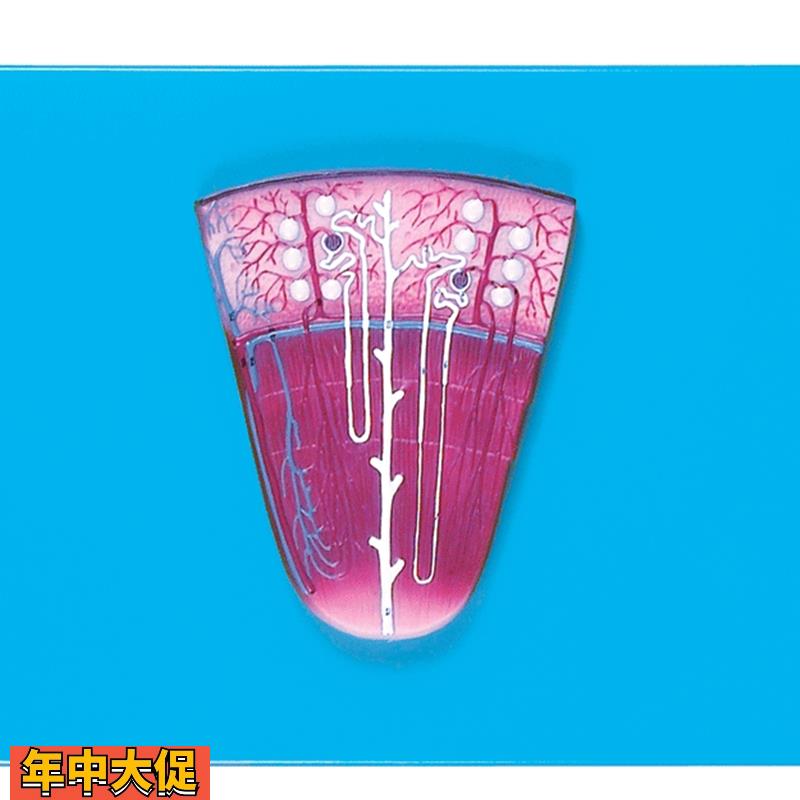肾与肾单位肾小球放大模型/解剖模型A14007