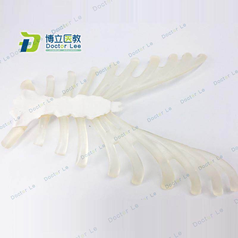 人体骨骼模型散骨模型胸肋骨带肋软骨模型医用教学模型散骨模型