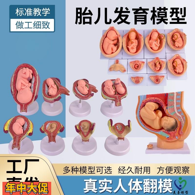 妇产科女性盆腔附足月胎儿模型妊娠发育九个月胎儿子宫生殖模型
