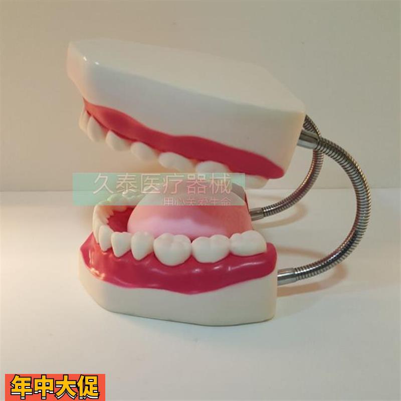 口腔保健护理牙齿模型幼儿园教具牙科礼品模型牙齿牙科演示构造