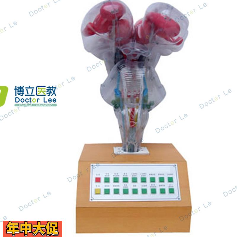 电动脑干模型脑科模型教用医用科教展示科学展馆解剖
