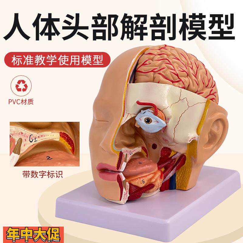 人体头部解剖模型附脑模型4部件医院教学人体头部附大脑动脉模型