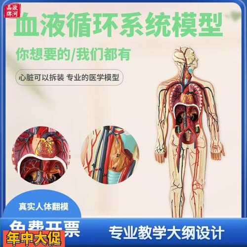 人体血液循环系统模型心脏内脏血管器官解剖模型医院学校用教学具
