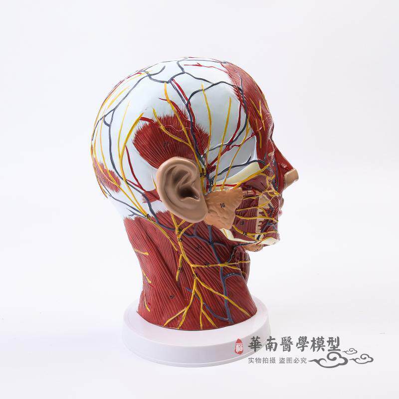 人体头骨带肌肉神经血管模型型美容面部神经微整形医学解剖