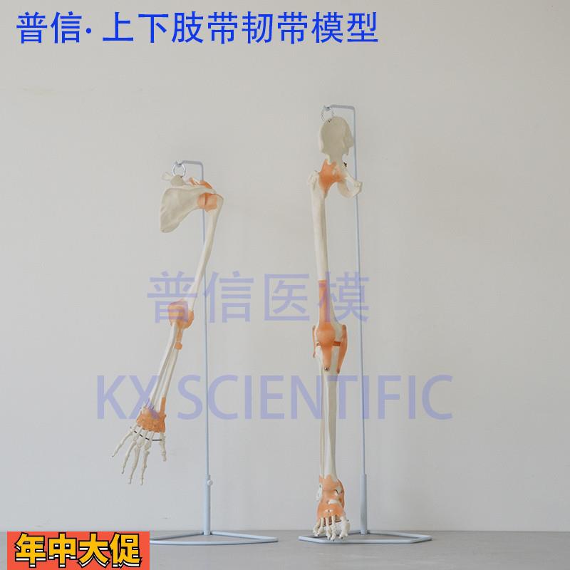 普信上肢骨下肢骨带韧带手脚踝关节骨骼模型髋关节骨科推拿医用