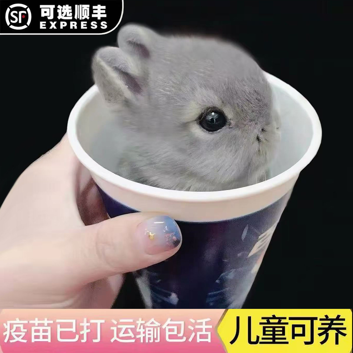 迷你侏儒垂耳兔活体好养宿舍宠