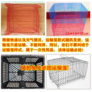 宠物运输笼外出携带迷你笼彩色小笼子补发必拍随机必拍运输笼子
