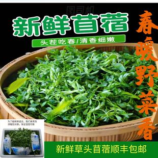 头茬苜蓿新鲜草头食用三叶菜现摘现发金花菜木须母鸡头米须野菜