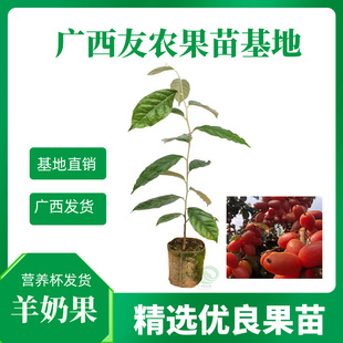 羊奶果树苗嫁接苗德甜二号胡颓子特大树形庭院盆栽地栽营养杯常绿