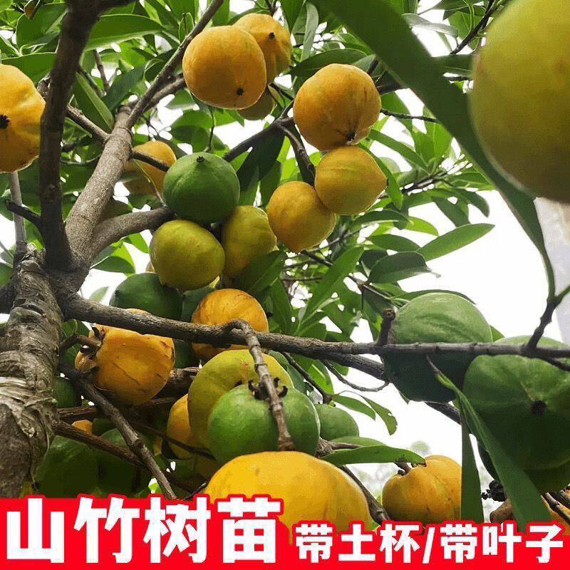 新品种黄金山竹树苗嫁接苗岭南超甜山竹苗带土带叶南方种植