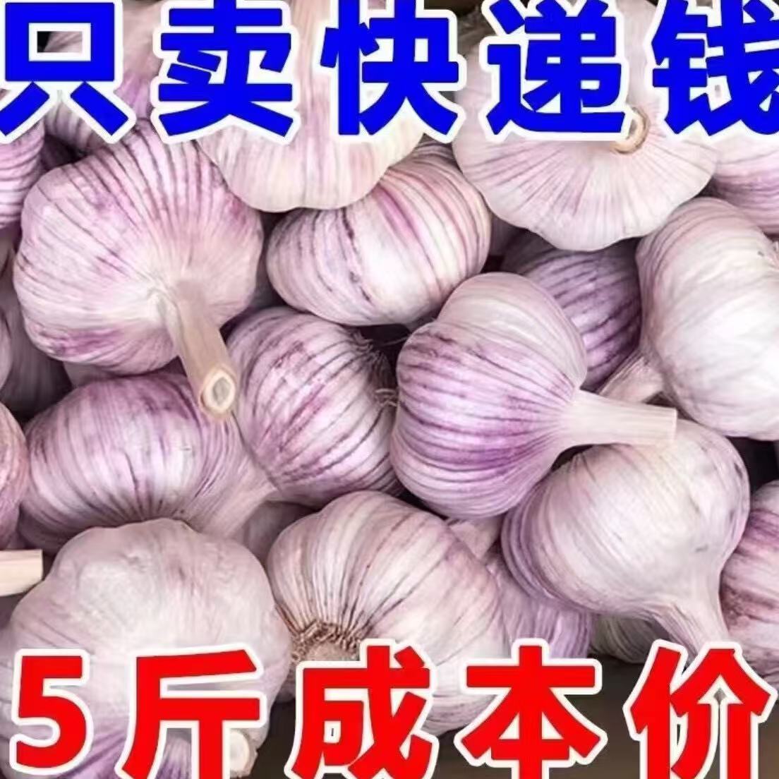 首单直降紫皮大蒜每购新干蒜