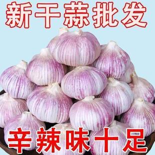 山東紫皮大蒜新干蒜大蒜批發大蒜種子蒜特大蒜頭蔬菜 萬人搶購