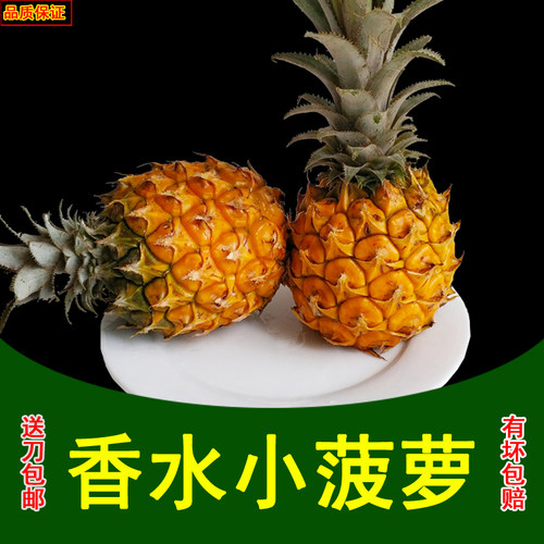 现摘广西香水小菠萝纯甜孕妇水果