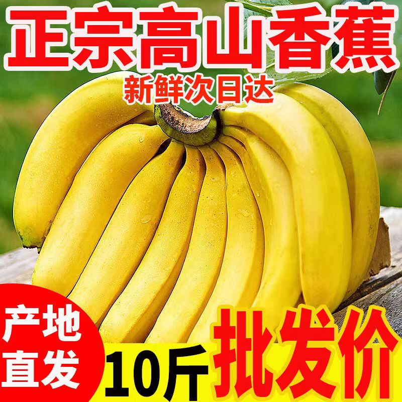 高山香蕉新鲜香蕉水果当季现摘芭蕉绿色水果大香焦云南自然熟香蕉