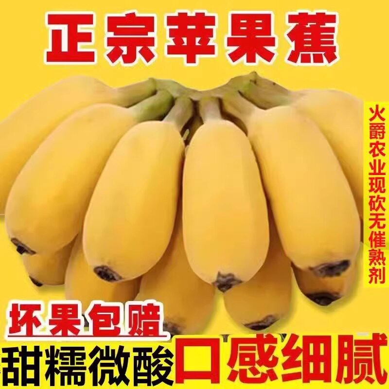 正宗苹果蕉软糯香甜香蕉新鲜皇帝蕉鸡蕉苹果自然熟米蕉软粉蕉香蕉