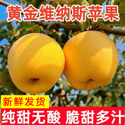 正宗黄金维纳斯苹果新鲜脆甜冰糖心整箱黄金苹果水果奶香金黄苹果