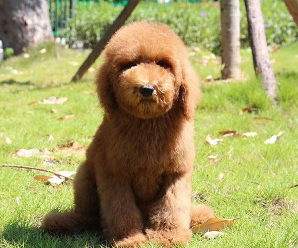 深圳纯种巨贵幼犬巨型贵宾犬大泰迪狗超大型贵宾犬宠物狗狗