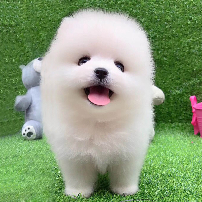 纯种活体宠物狗狗 英系博美犬 茶杯狗俊介犬  哈多利博美幼犬